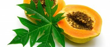 Inilah Manfaat dan Efek Samping Daun Pepaya Jepang yang Harus Anda Ketahui