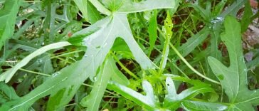 Ini Dia 10 Manfaat Daun Gedi Untuk Kesehatan Anda