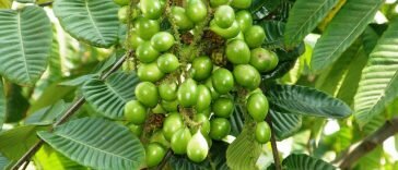 Pernah Dengar Daun Matoa? Ini Dia 5 Manfaat Daun Matoa Untuk Kesehatan