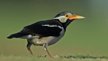Pernah Dengar Makanan Jalak Suren ? Apa Sih Makanan Jalak Suren ? Yuk Simak Ulasan Berikut