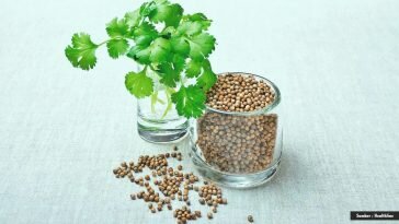 Manfaat Lain Dari Ketumbar Sang Bumbu Dapur, Yuk Simak Bersama