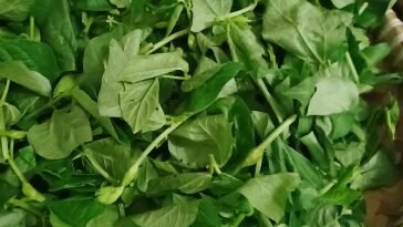 Resep Daun Kacang Panjang Lezat, Silahkan Dicoba