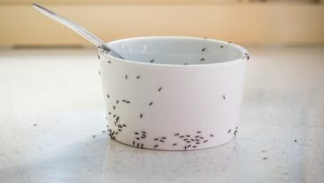 Ketahui Tips Hilangkan Semut Di Dapur